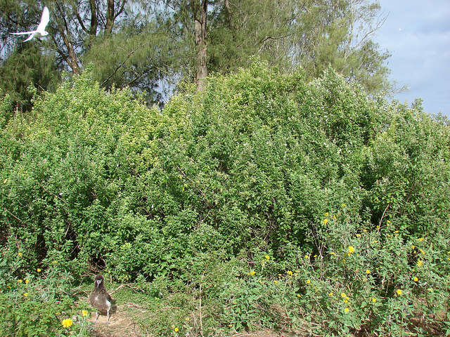 Vitex trifolia
