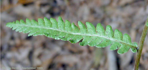 Woodwardia virginica