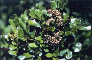 Zanthoxylum coriaceum