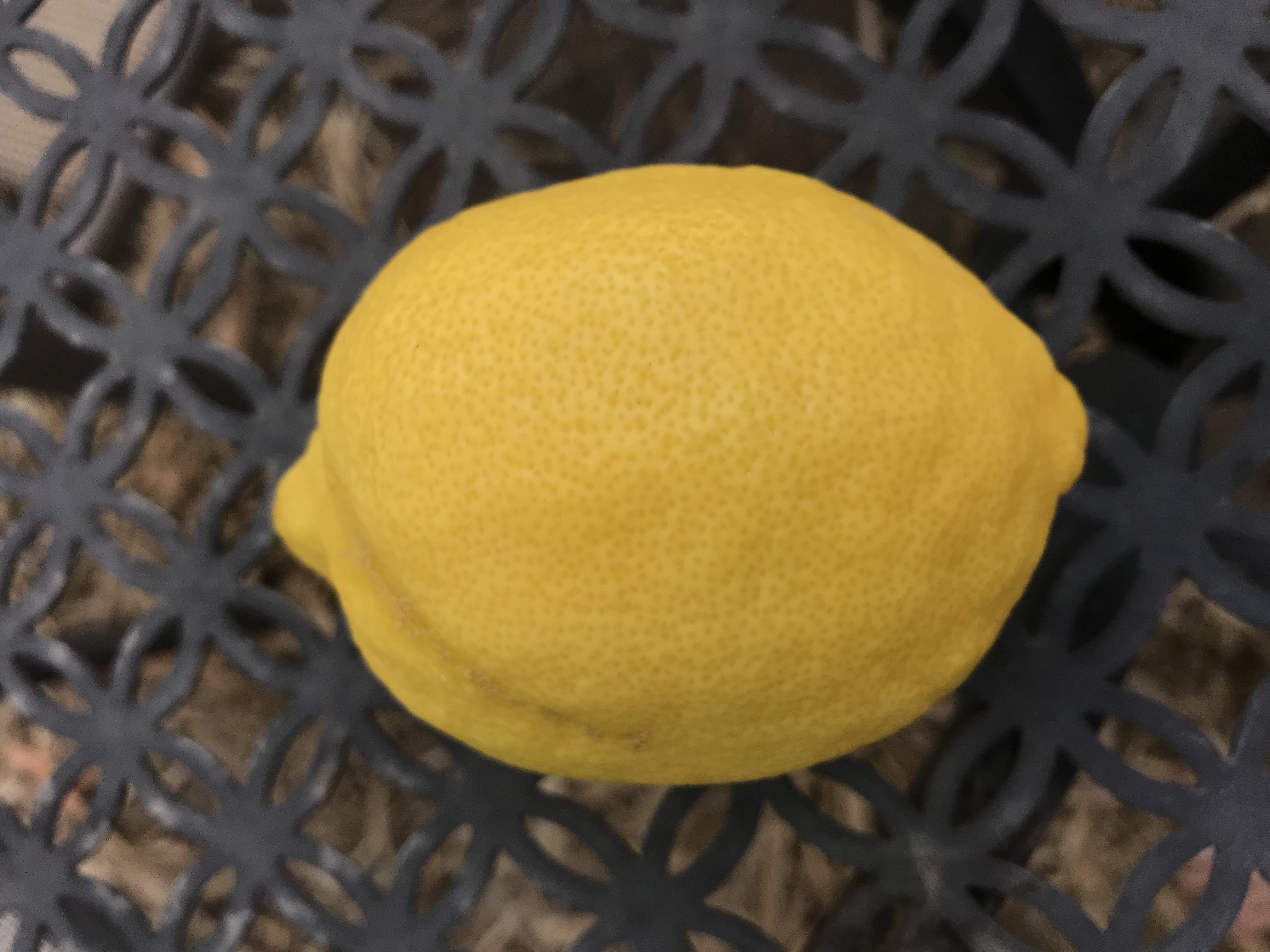 Citrus x limon