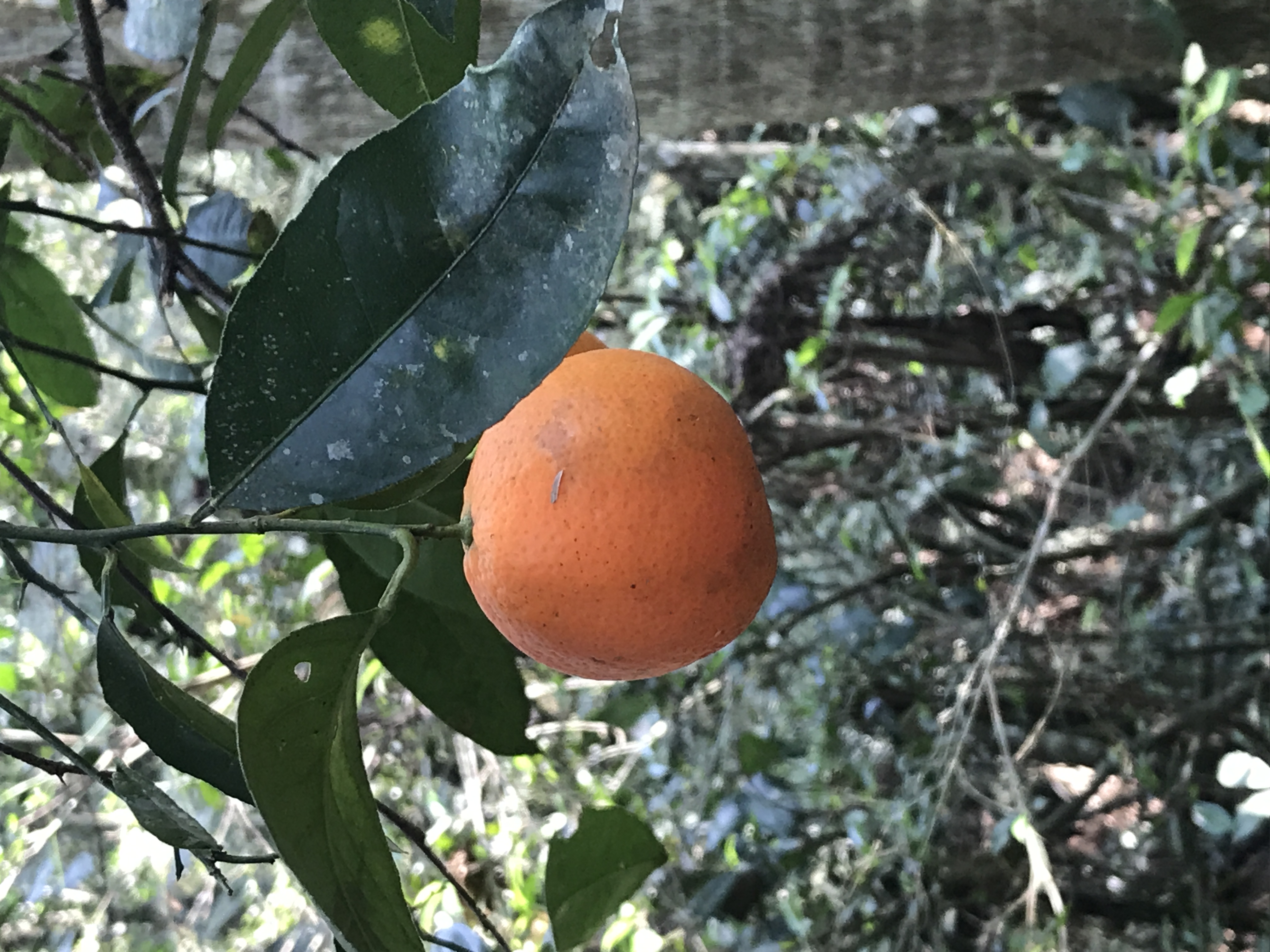 Citrus x limonia