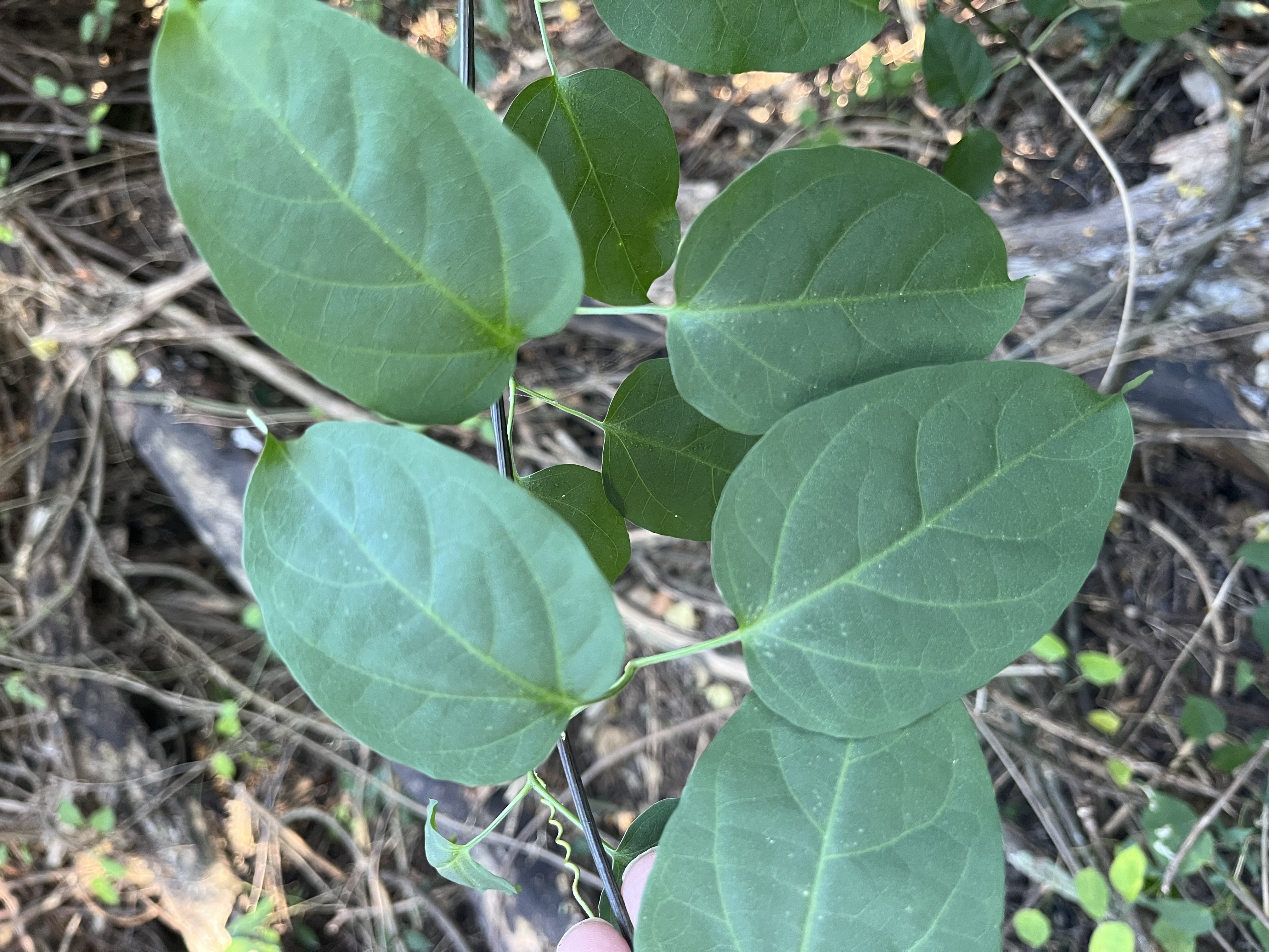 Pyrostegia venusta