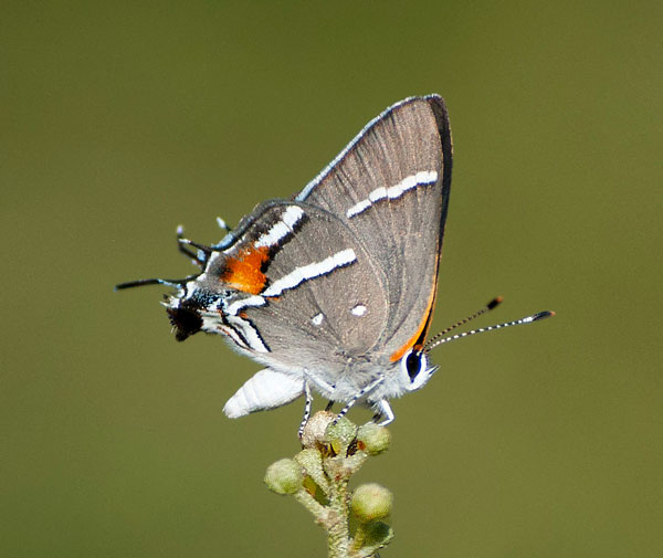 endangered butterfly colored with grey wings and white and orange markings