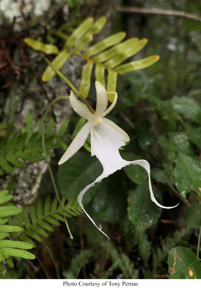  white orchid in a wooded area
