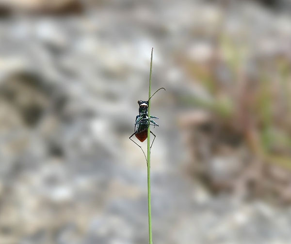 miami tiger beetle clinging to a plant stalk