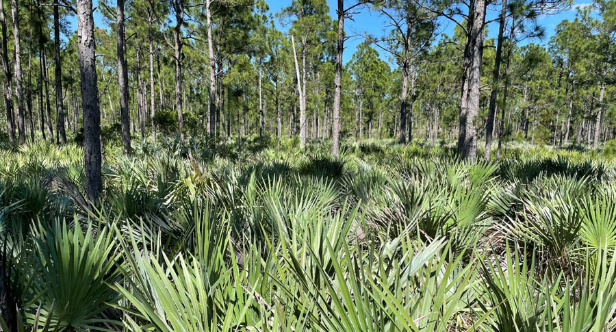 scrub palms in pine rockland woods